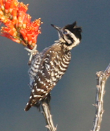 Ladder-backed Woodpecker female
